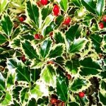 Ilex aquifolium ‘Argenteomarginata’ (Agrifoglio)
