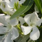 Nerium oleander (bianco) ( Oleandro )