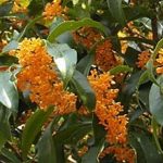 Osmanthus oleafragrans auriantiacus (arancio)