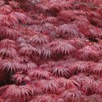 Acer palmatum Dissectum Garnet ( Acero giapponese )