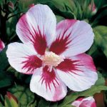Hibiscus syr. Pinky Spot