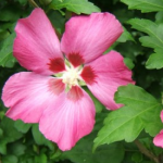 Hibiscus syriacus Pink Giant ®=’Flogi’