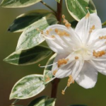 Myrtus communis ‘Tarentina variegata’ ( Mirto )