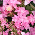 Hydrangea macrophylla ‘Teller Romance Pink’ (Ortensia)