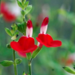 Salvia x jamensis ‘Hot Lips’