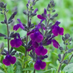 Salvia x jamensis ‘Violette De Loire’ ® ‘Barsal’ cov