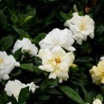 Gardenia ‘First Edition Double Mint’ cov