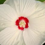 Hibiscus moschetos ‘BLANC’ (Discobelle)
