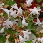 Abelia x grandiflora ‘Compacta’