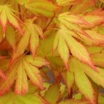 Acer palmatum ‘Orange Dream’