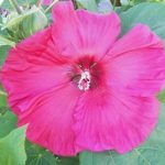 Hibiscus moscheutos Rose vif
