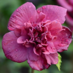 Hibiscus syriacus French Cabaret ® Red