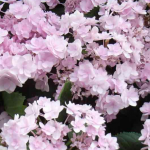 Hydrangea macrophylla ‘Forever Pink’ (Ortensia)