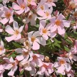 Nerium oleander (rosa) ( Oleandro )