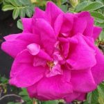 Rosa rugosa (in varietà)