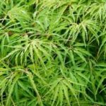 Acer palmatum ‘Dissectum’ (Acero giapponese)