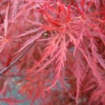 Acer palmatum ‘Dissectum Stella Rossa’ ( Acero giapponese)