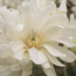Magnolia stellata ‘Waterlily’