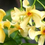 Trachelospermum jasminoides ‘Christabel Biel’ ( Falso gelsomino )