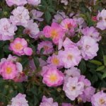 Rosa Lavender Dream (rosa-violetto)