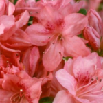 Azalea japonica ‘Blaauw’s Pink’