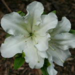Azalea japonica ‘Dorothy Hayden’