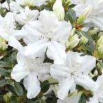 Azalea japonica ‘Kathy Ann’