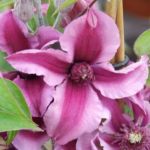 Clematis ‘Saphyra’ (R) ‘Double Rose’