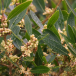 Phillyrea angustifolia (Fillirea)
