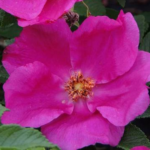 Rosa rugosa Angelia ® Eglantine