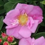 Rosa rugosa Angelia ® Pink