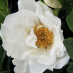 Rosa rugosa Angelia ® White